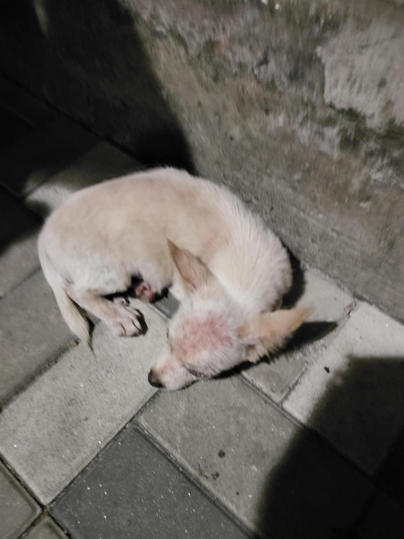 보호 중인 믹스견