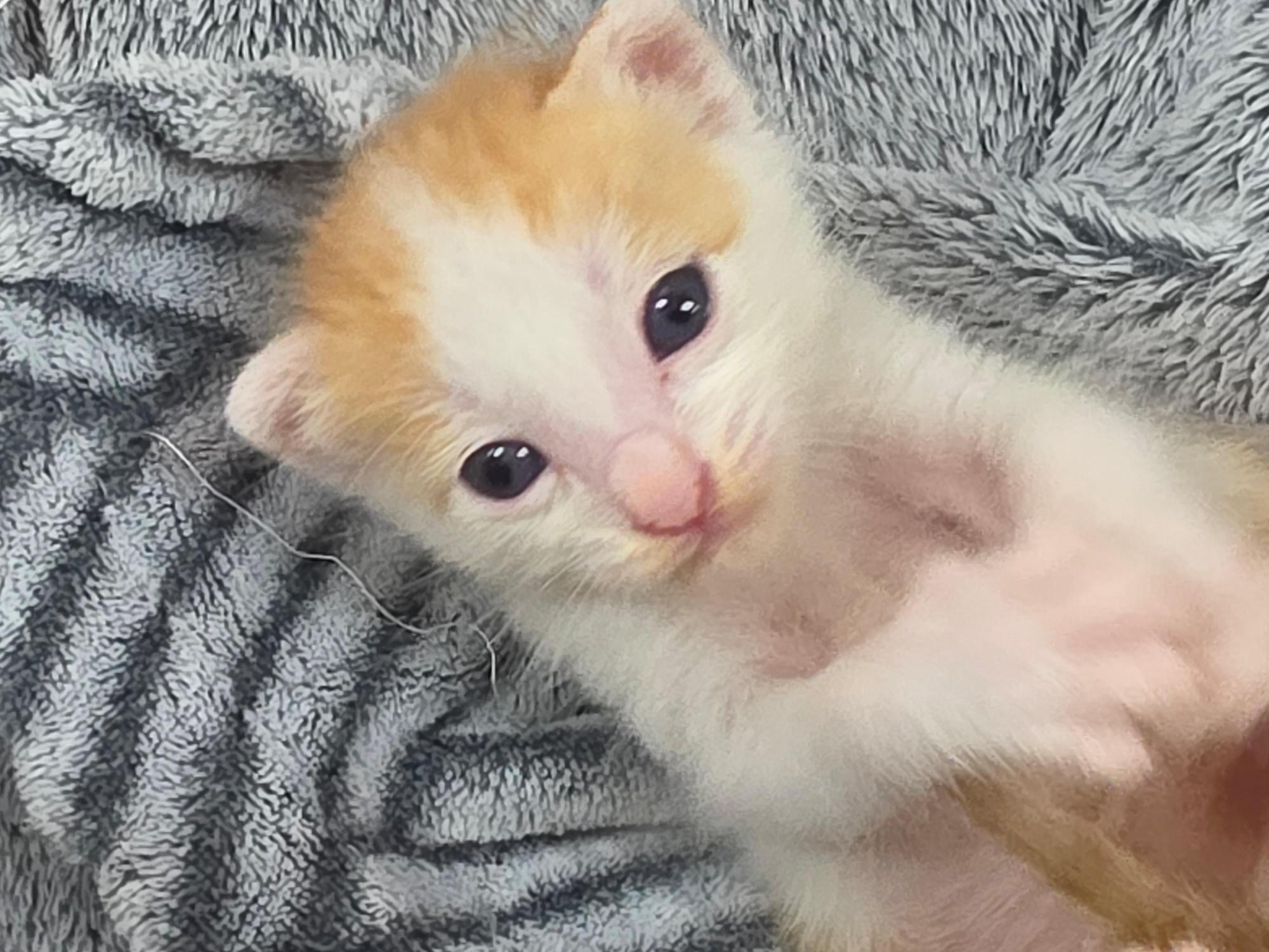 보호 중인 한국 고양이