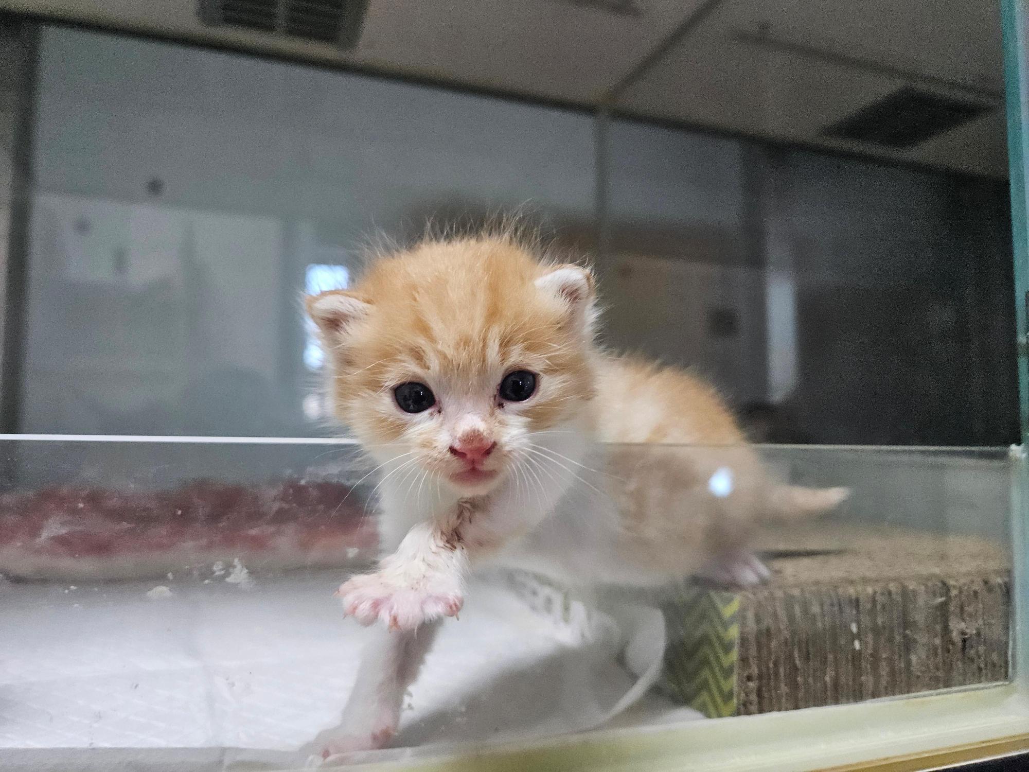 보호 중인 한국 고양이
