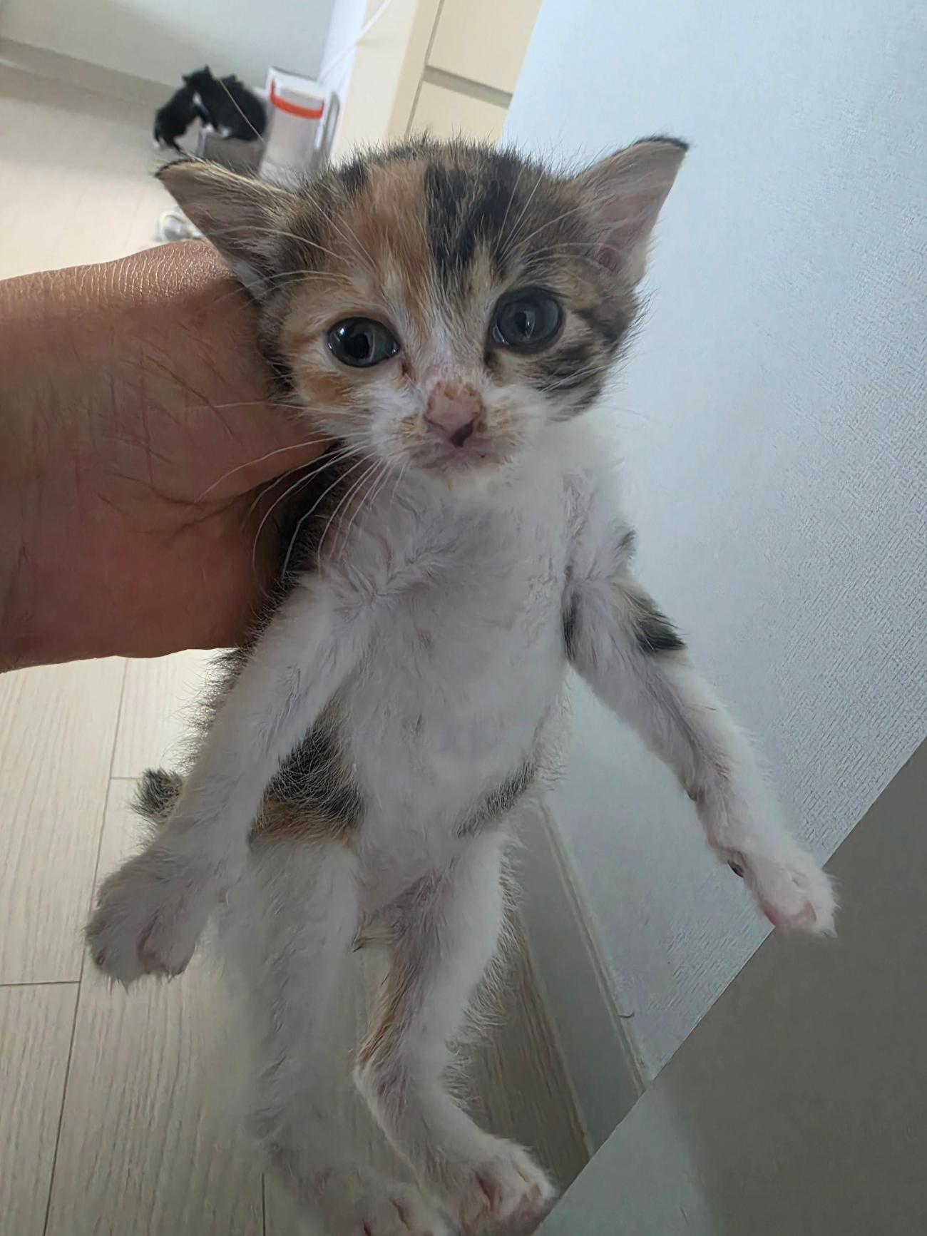 보호 중인 한국 고양이