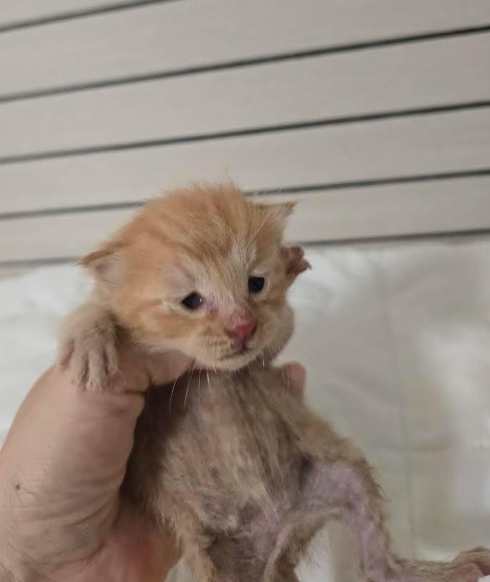 보호 중인 믹스묘