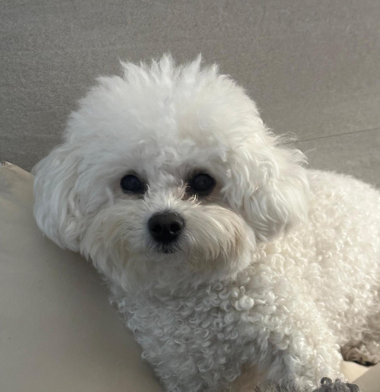 보호 중인 비숑 프리제