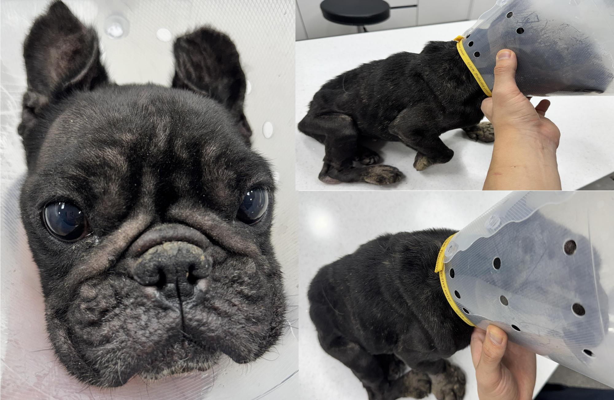 보호 중인 프렌치 불독
