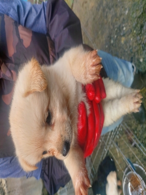 보호 중인 믹스견