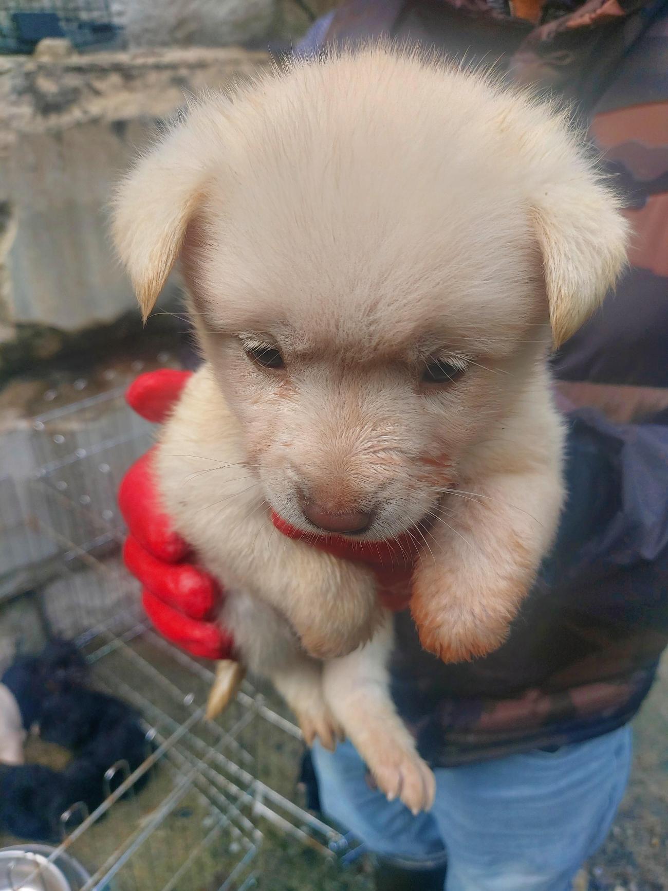 보호 중인 믹스견