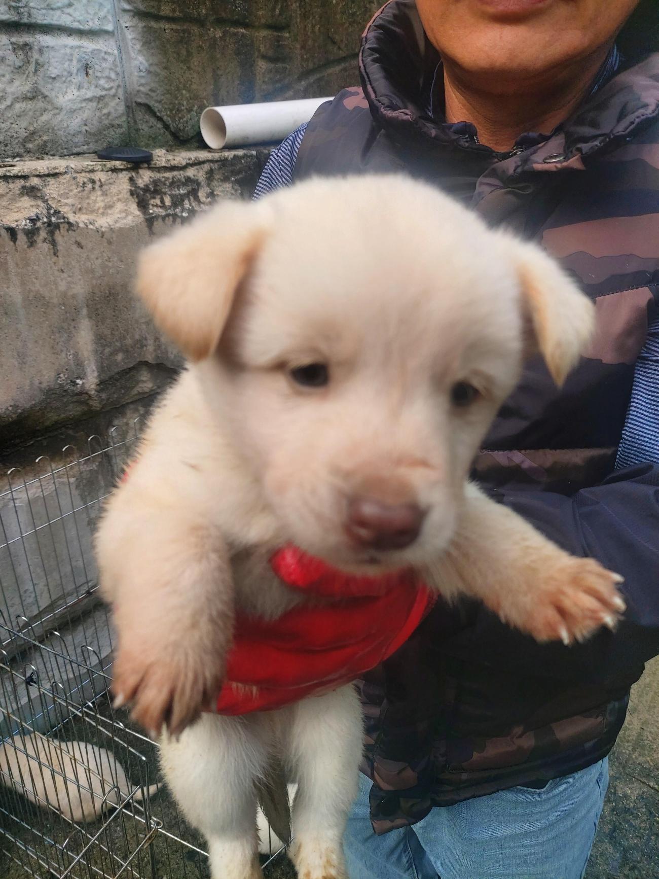 보호 중인 믹스견