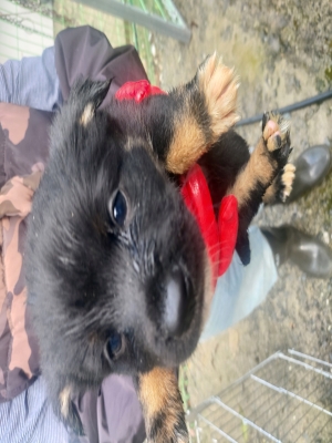 보호 중인 믹스견