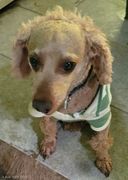 보호 중인 푸들