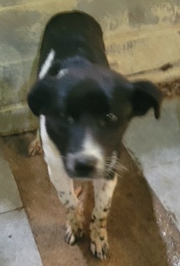 보호 중인 믹스견