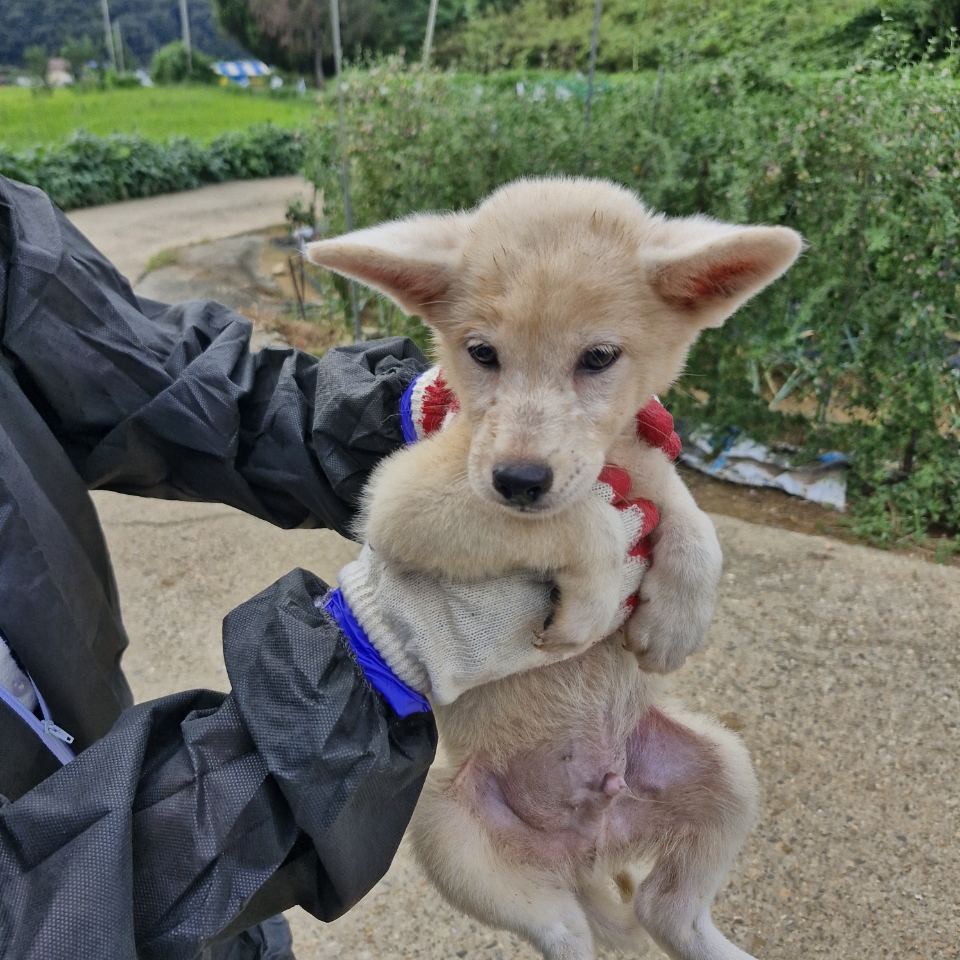보호 중인 믹스견