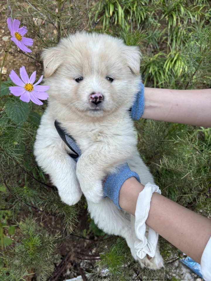 보호 중인 믹스견
