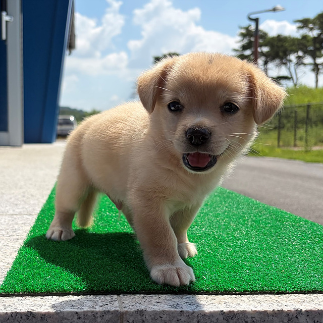 보호 중인 믹스견