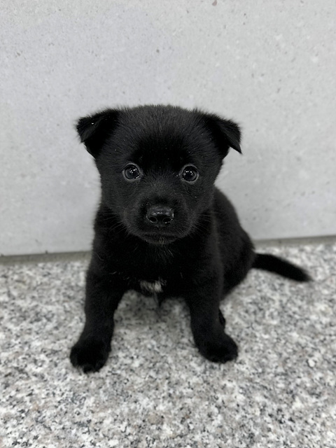 보호 중인 믹스견