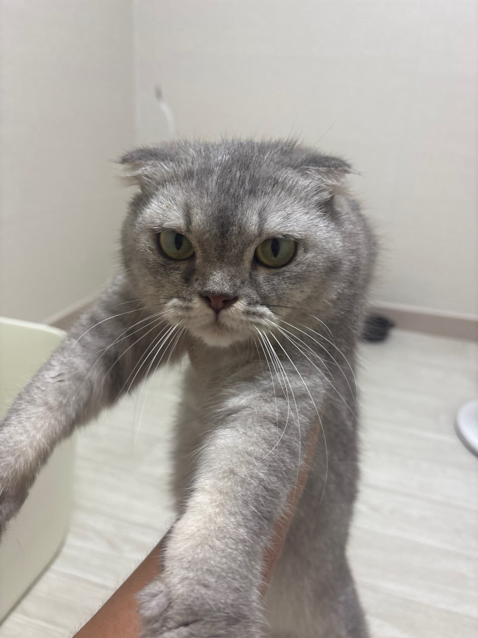 보호 중인 스코티시폴드
