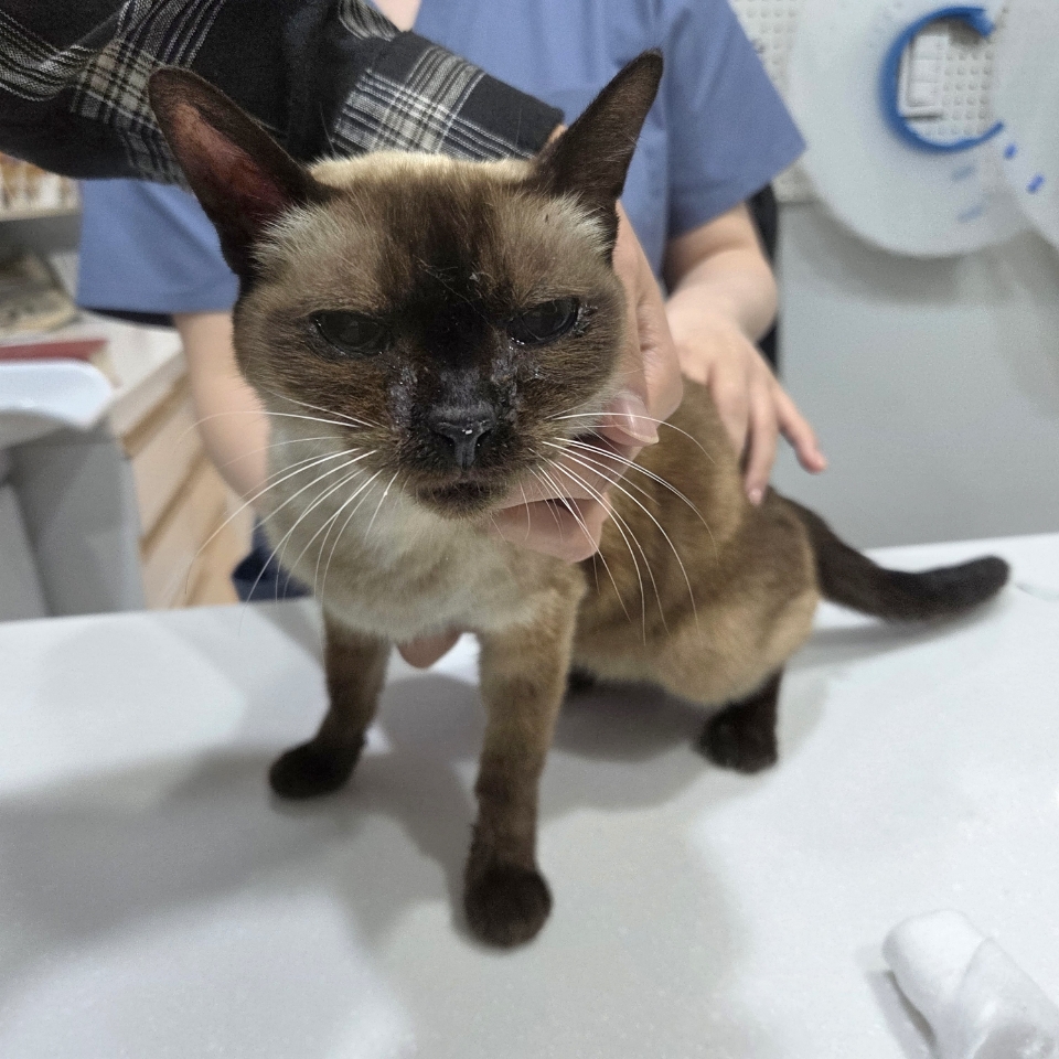 보호 중인 샴