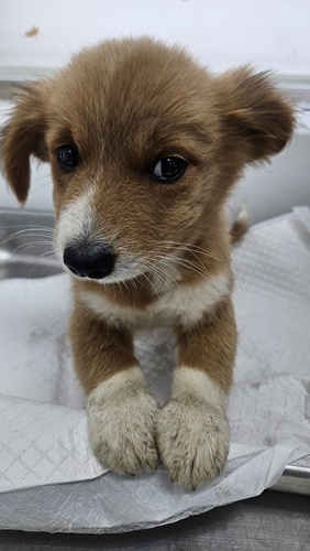 보호 중인 믹스견