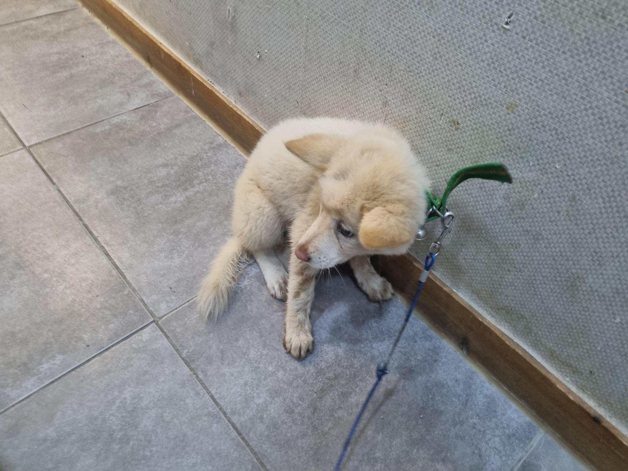 보호 중인 믹스견