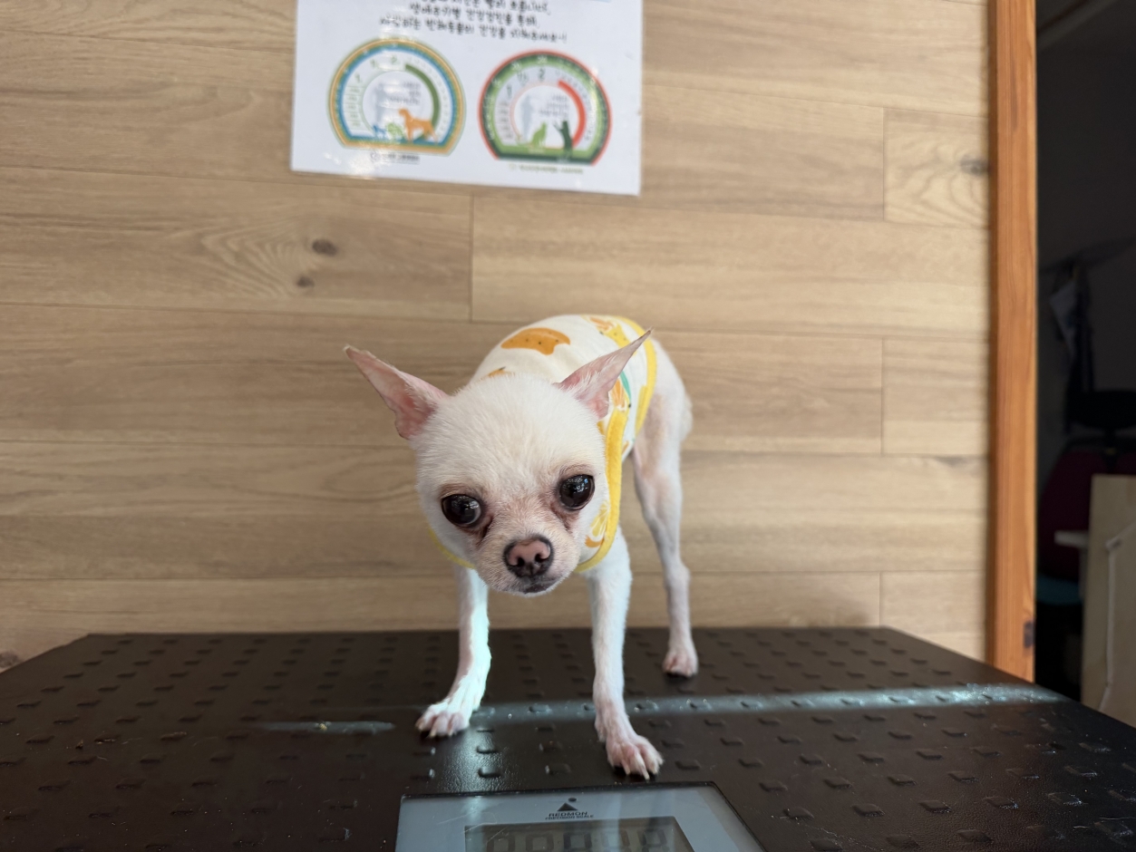 보호 중인 포메라니안