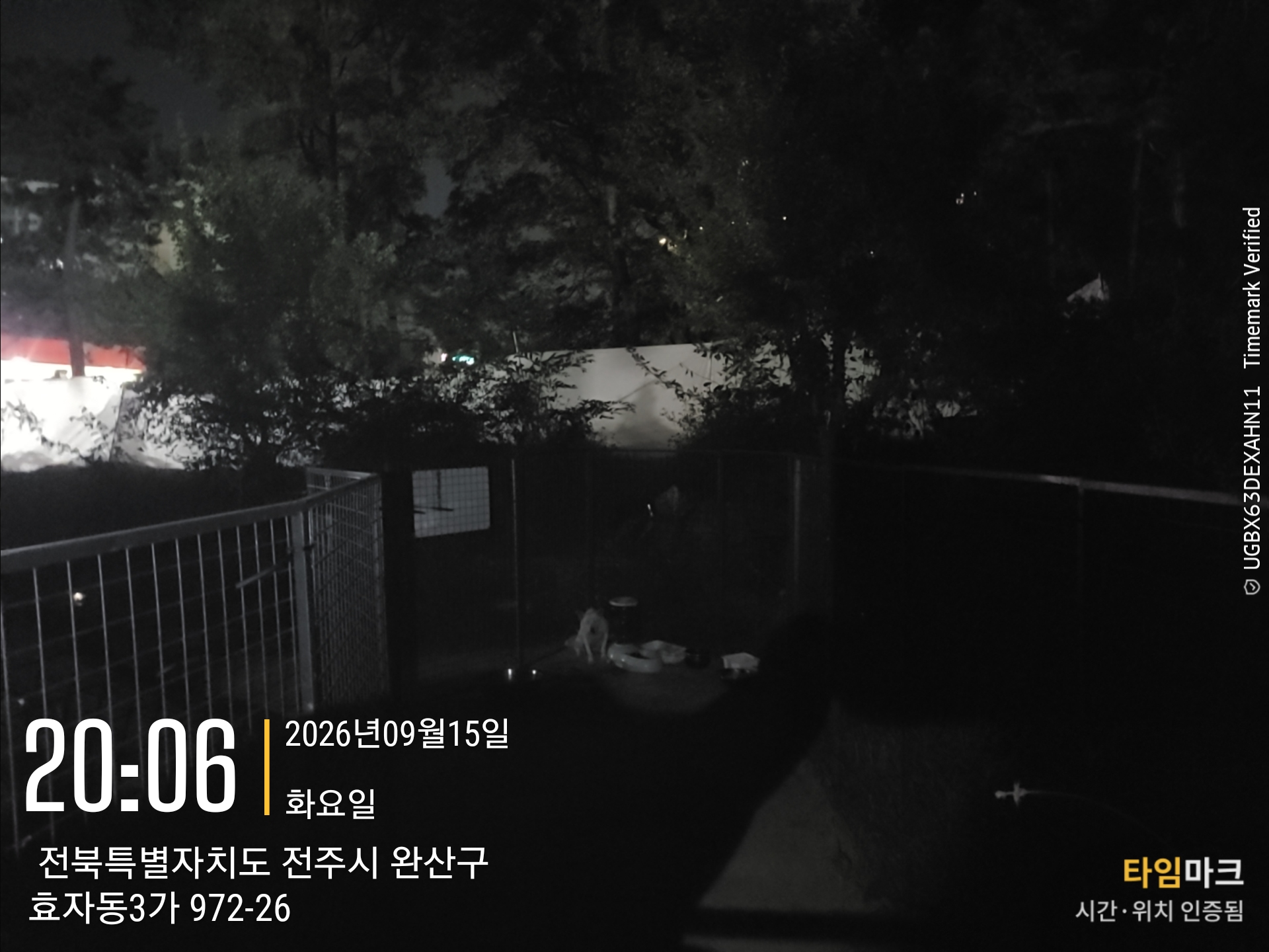 보호 중인 믹스견