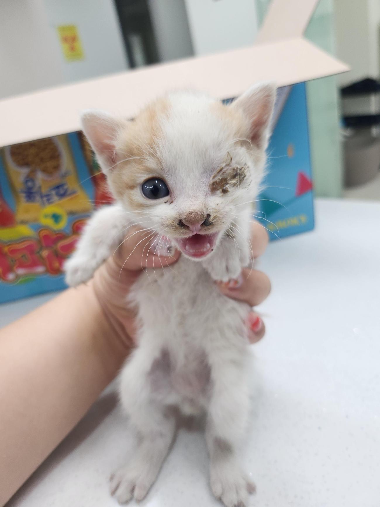 보호 중인 한국 고양이