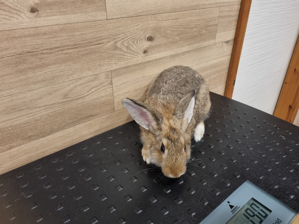 보호 중인 토끼