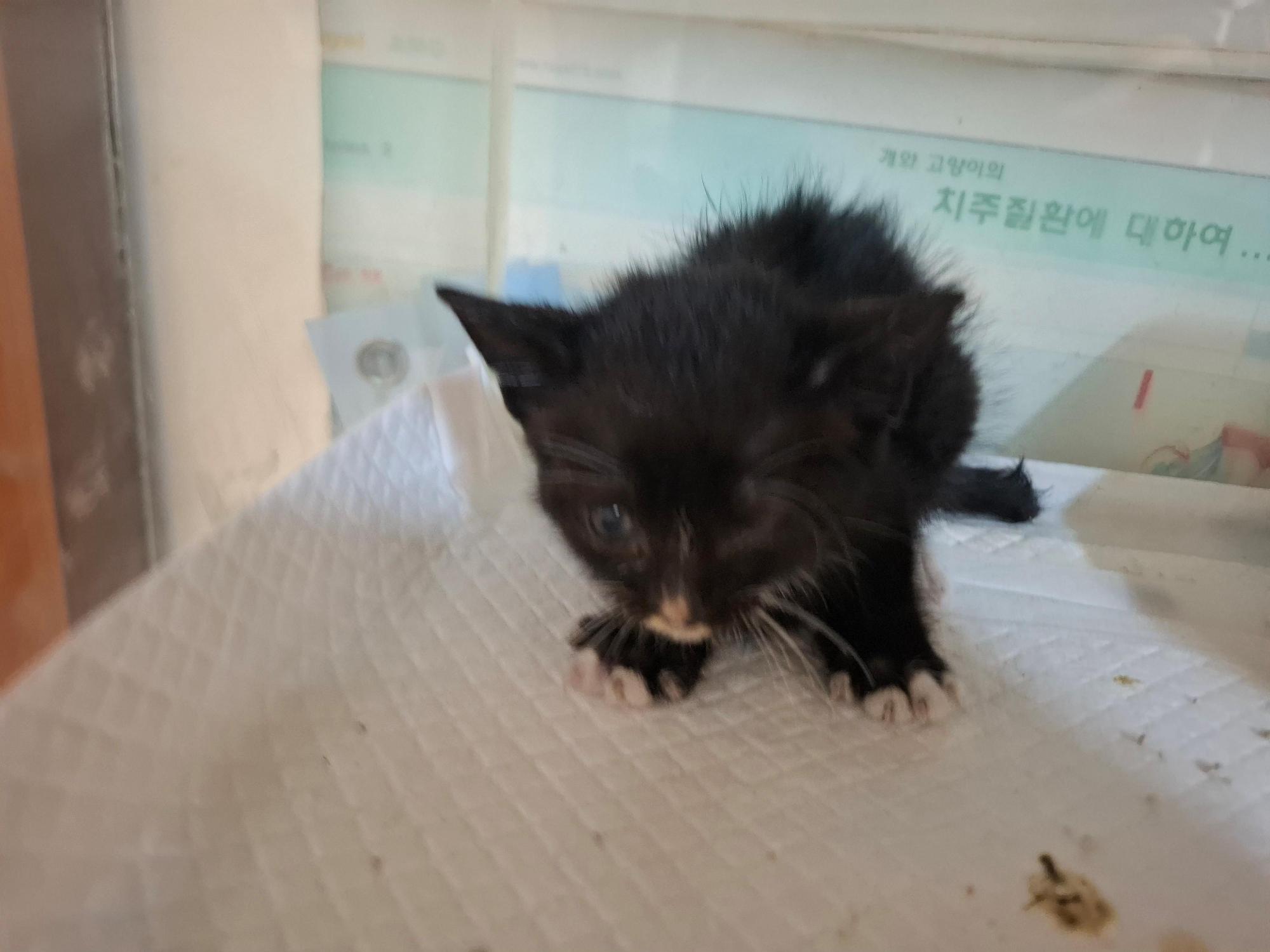 보호 중인 한국 고양이