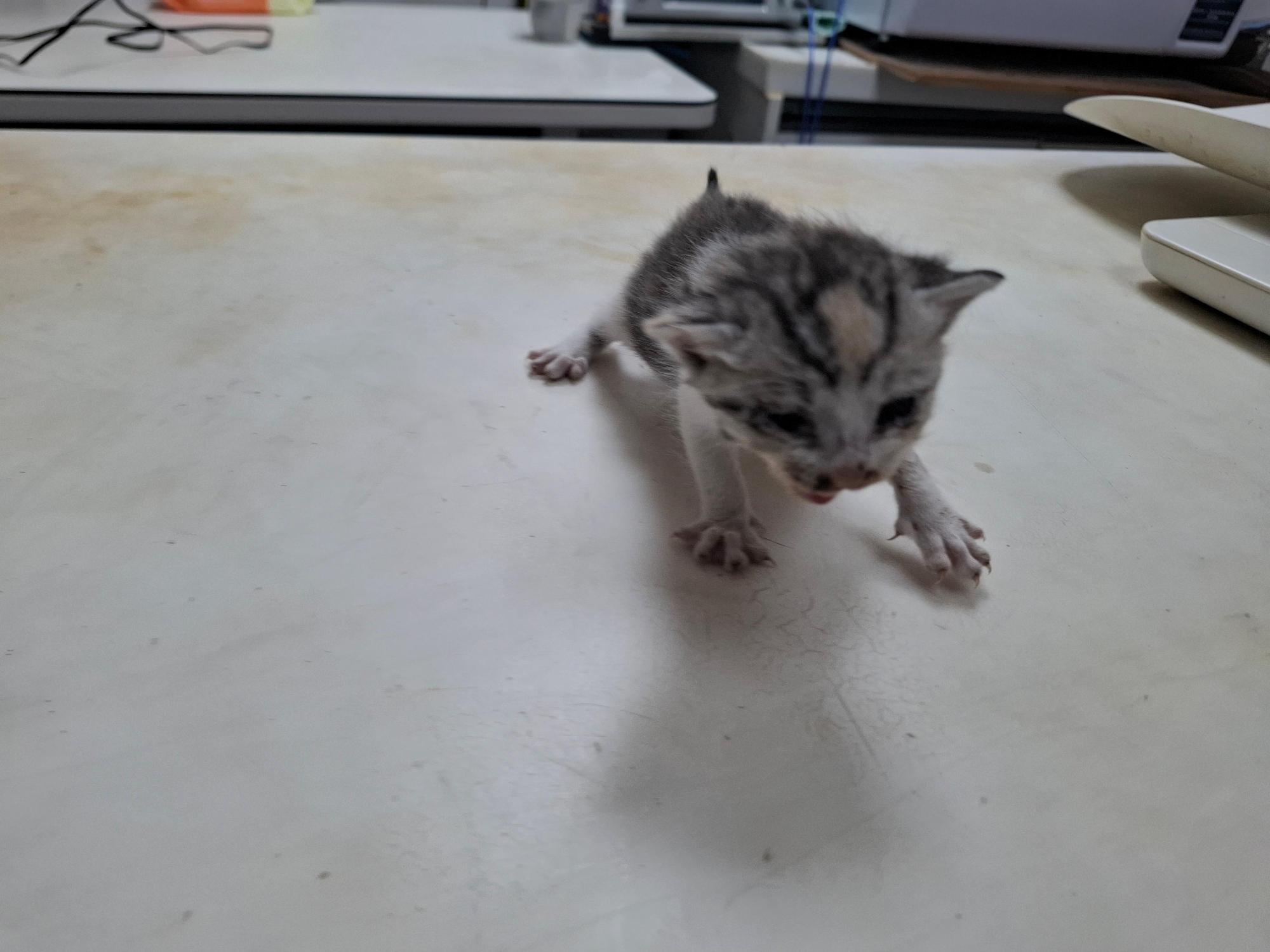 보호 중인 한국 고양이