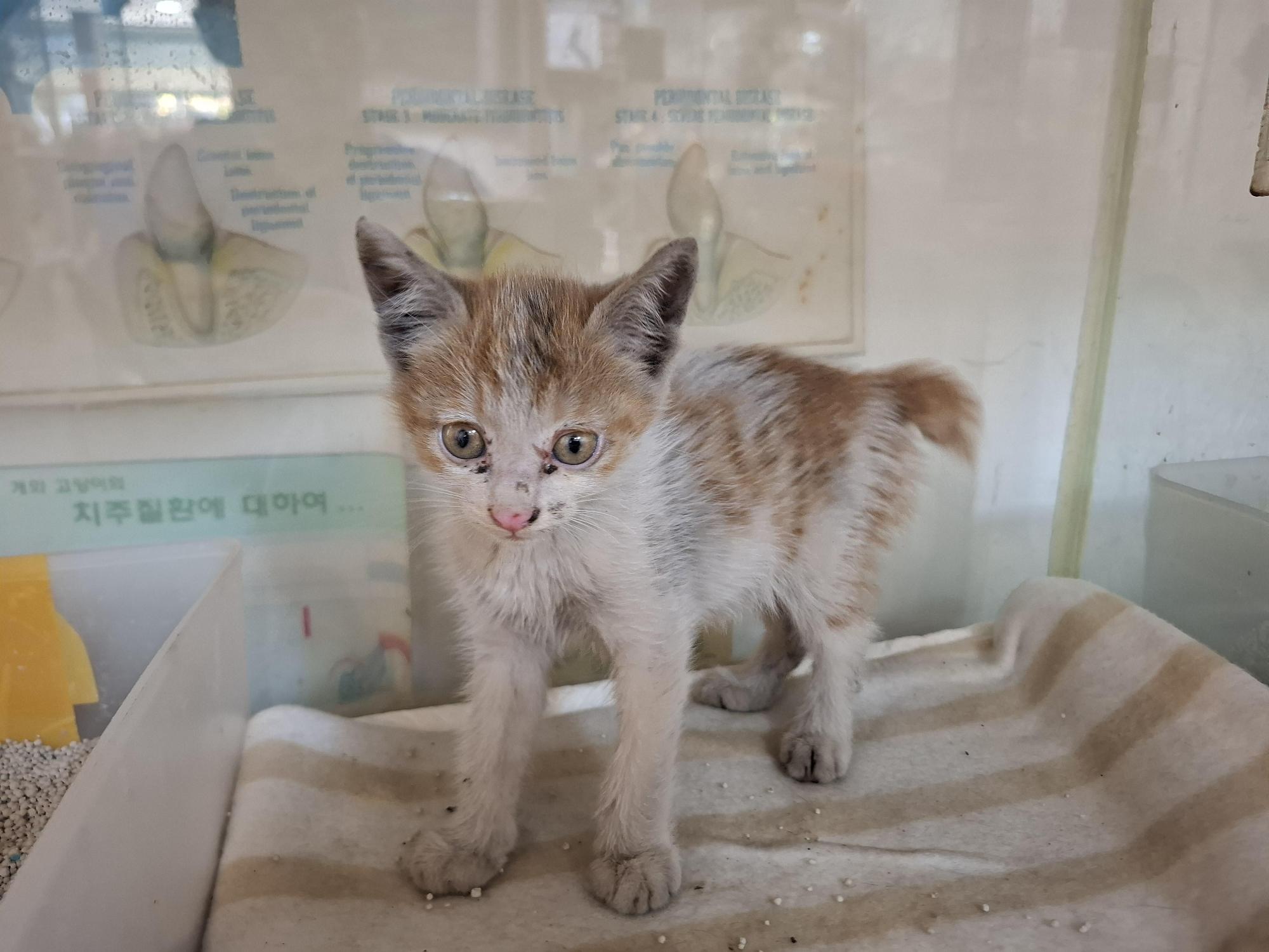 보호 중인 한국 고양이