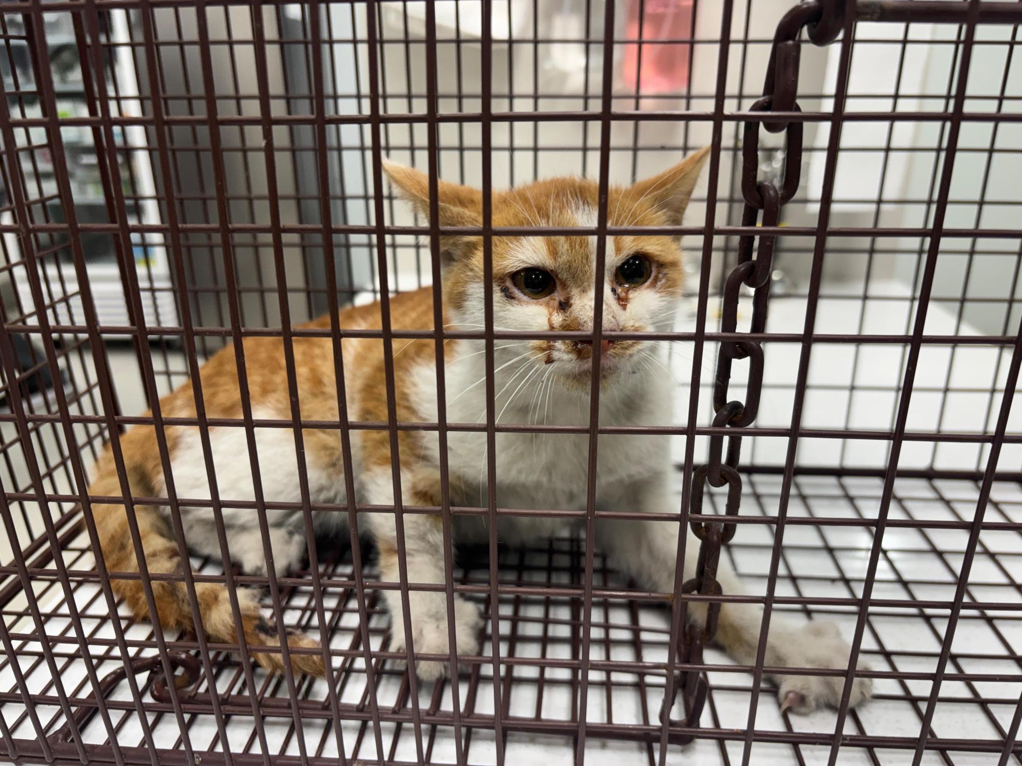 보호 중인 한국 고양이