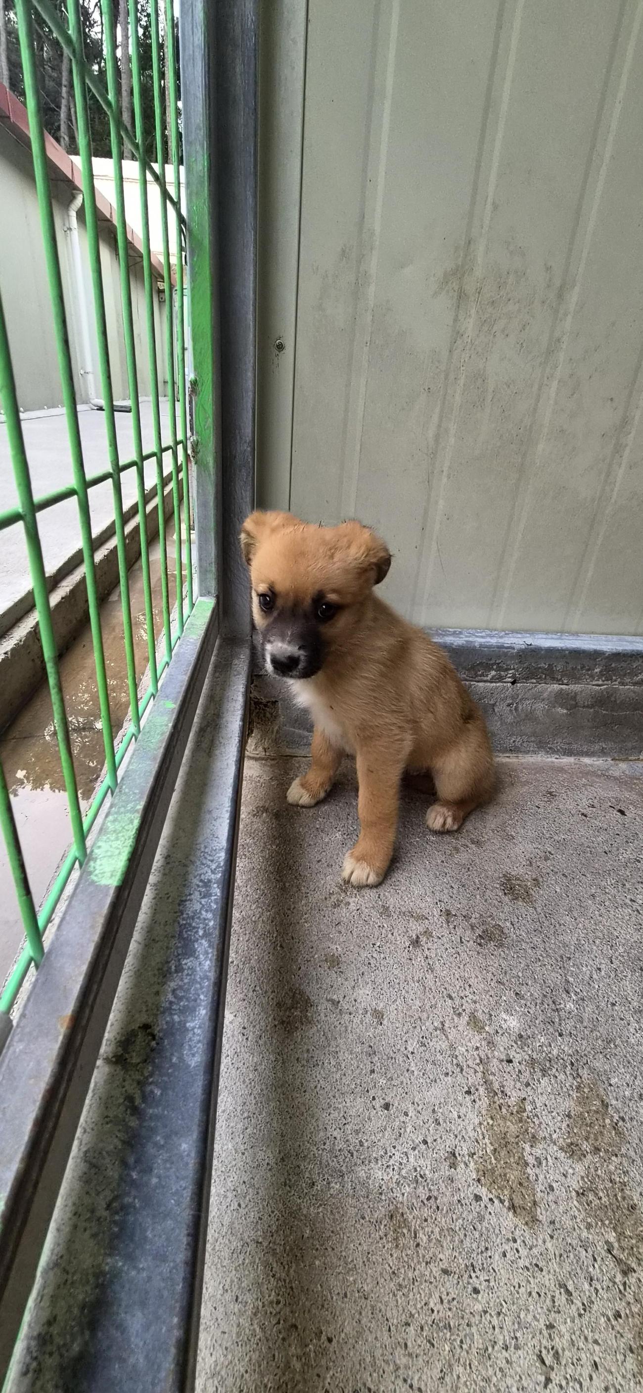 보호 중인 믹스견