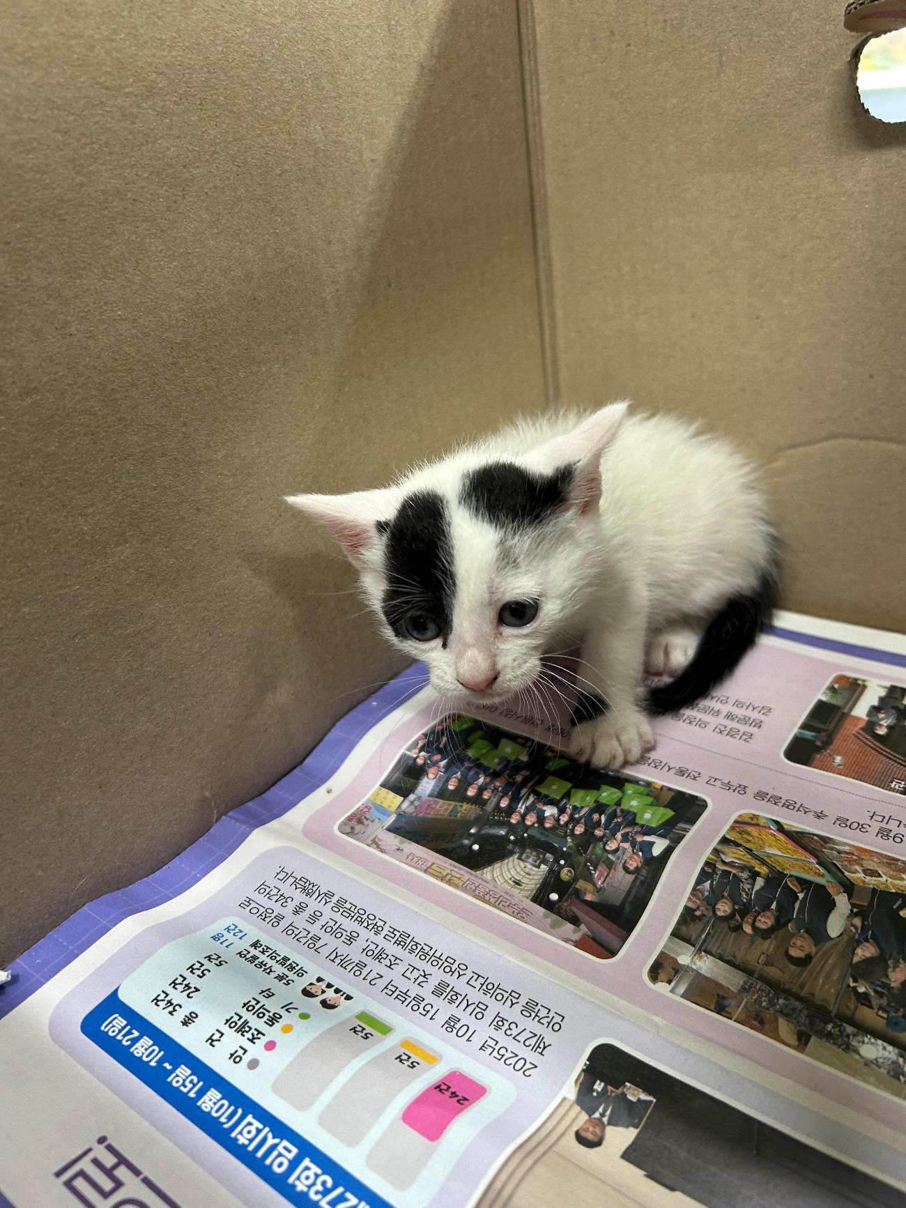 보호 중인 한국 고양이