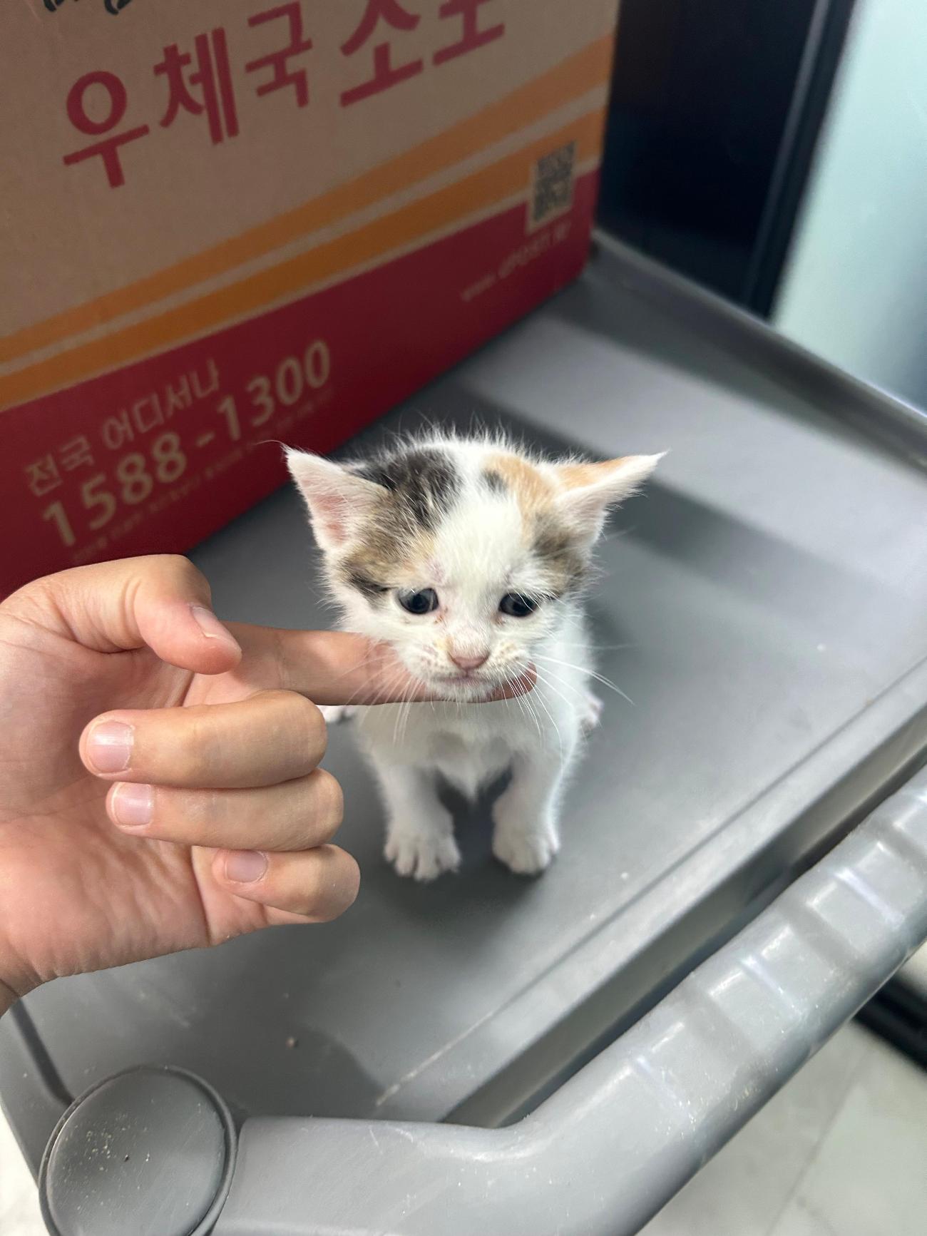보호 중인 한국 고양이