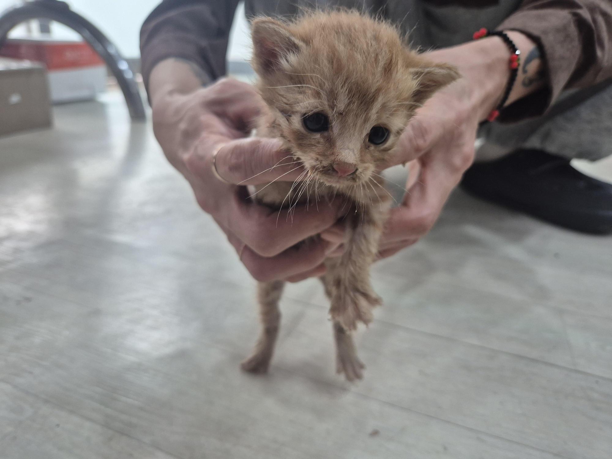 보호 중인 한국 고양이