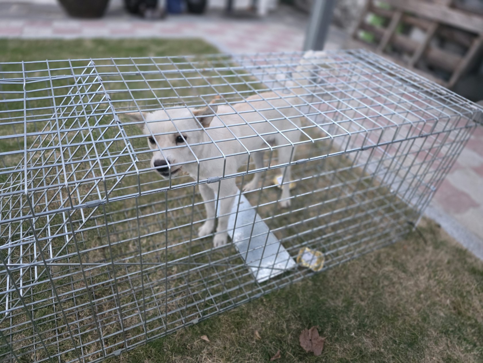 보호 중인 믹스견