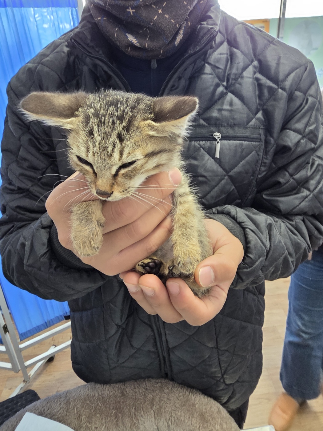 보호 중인 한국 고양이