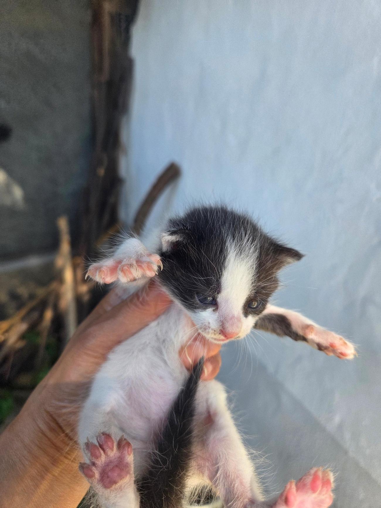 보호 중인 한국 고양이