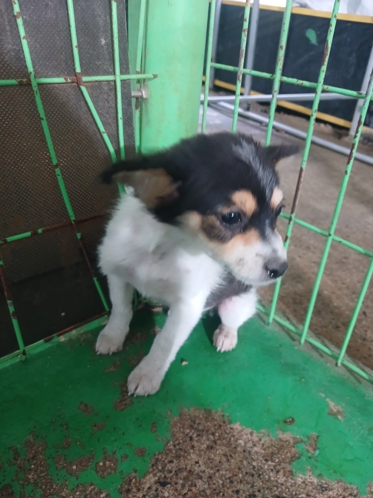 보호 중인 믹스견