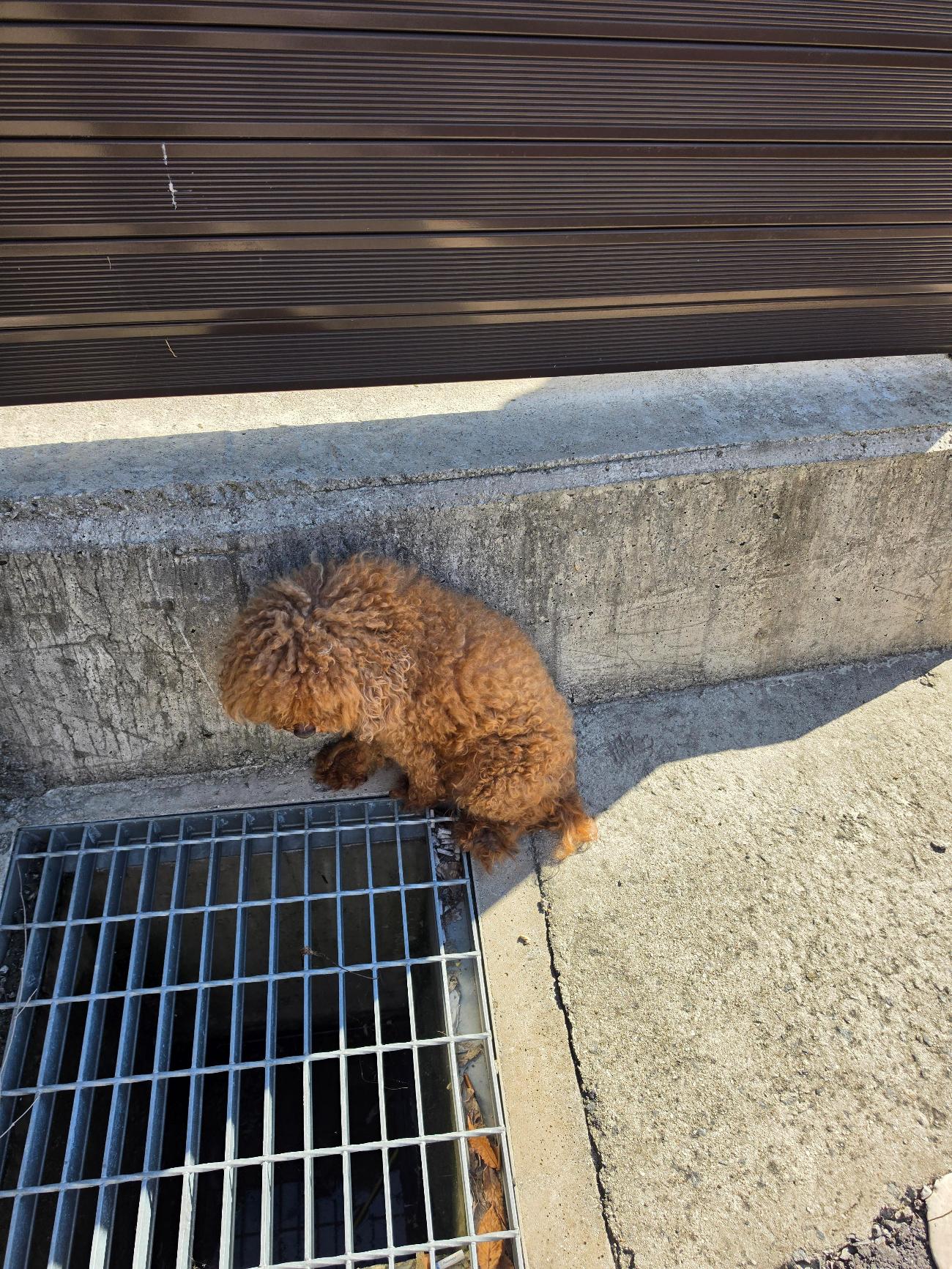 보호 중인 푸들