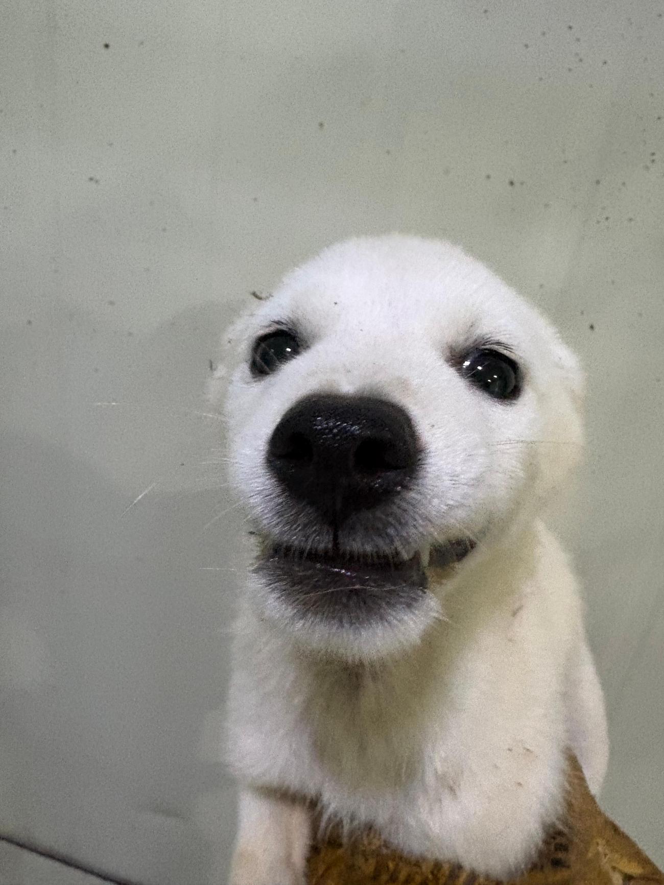 보호 중인 믹스견