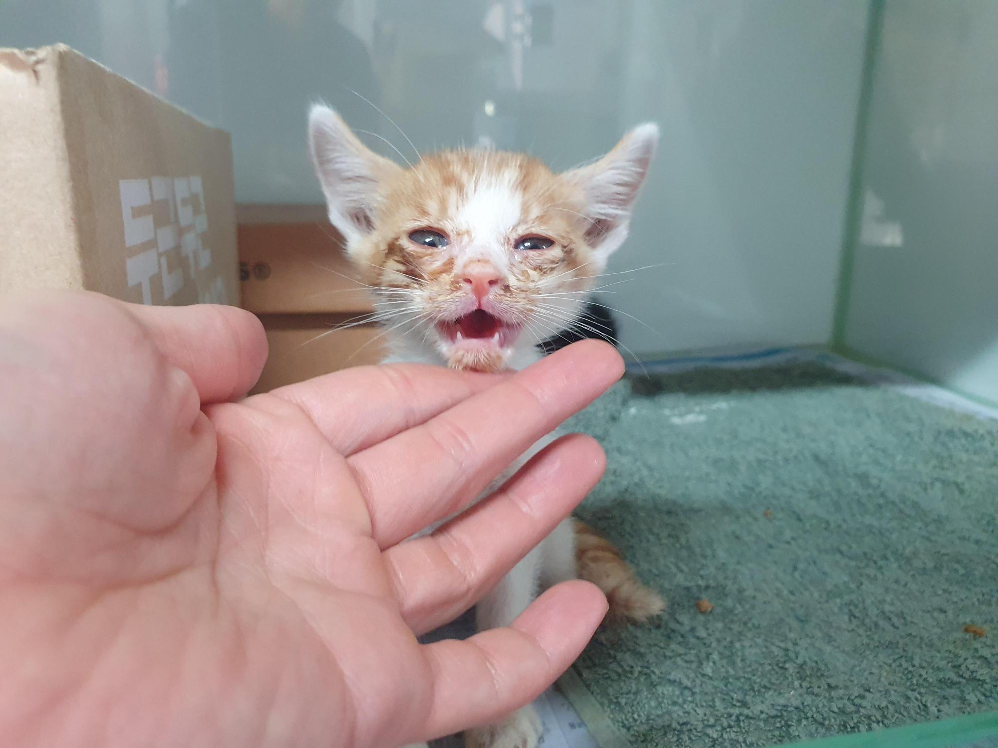 보호 중인 한국 고양이