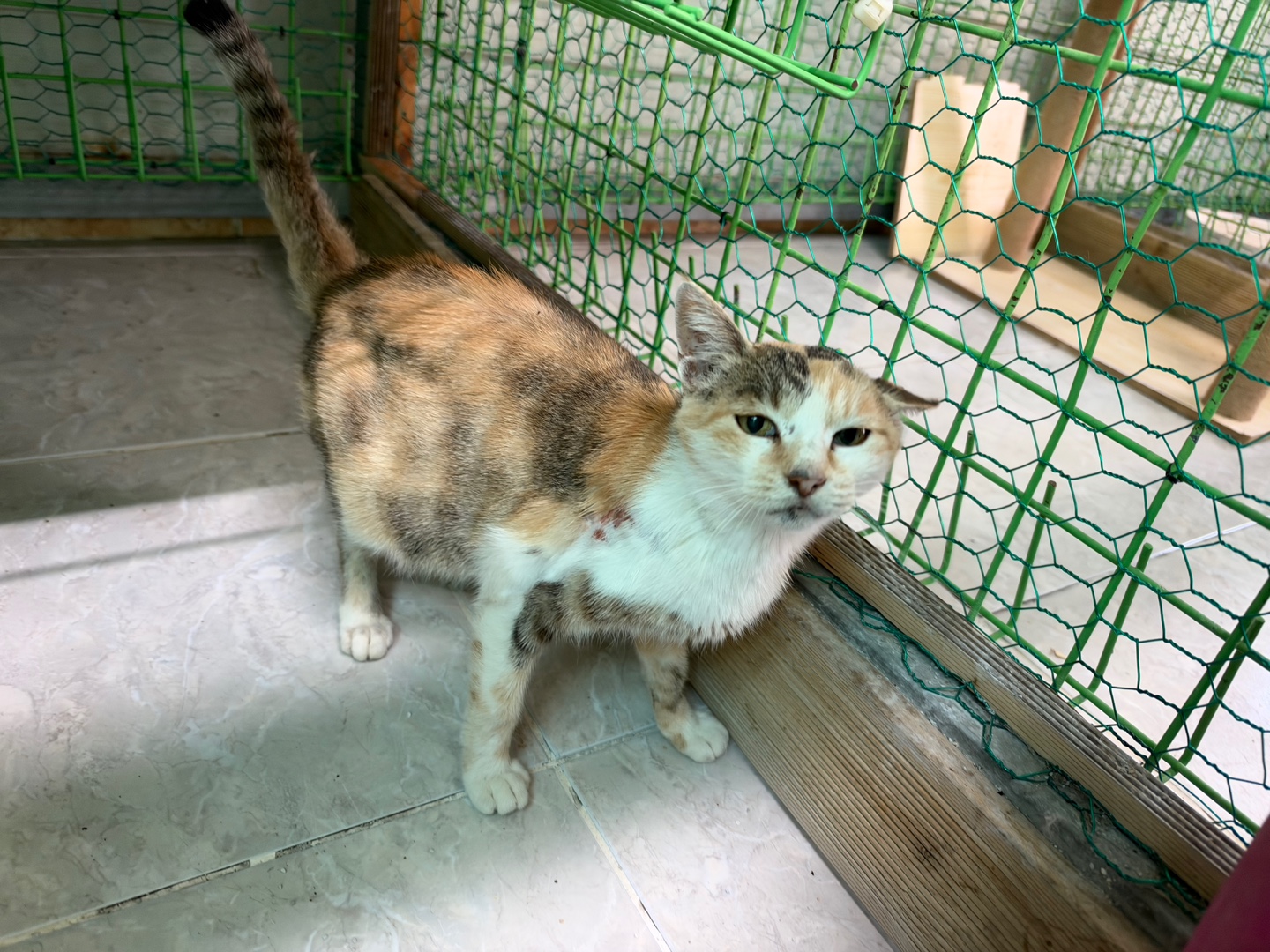 보호 중인 한국 고양이