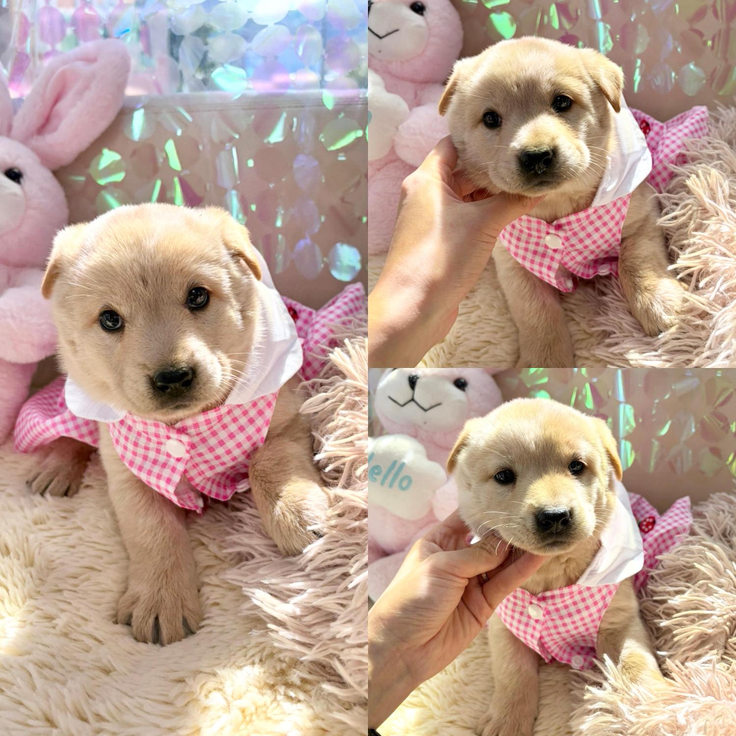 보호 중인 믹스견