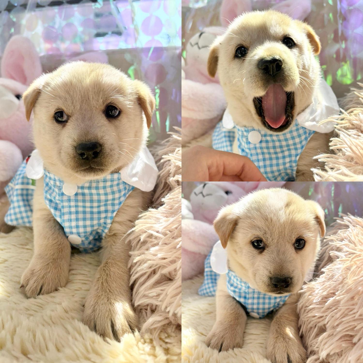 보호 중인 믹스견