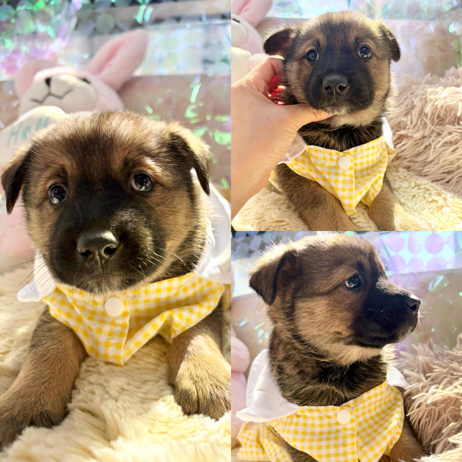 보호 중인 믹스견