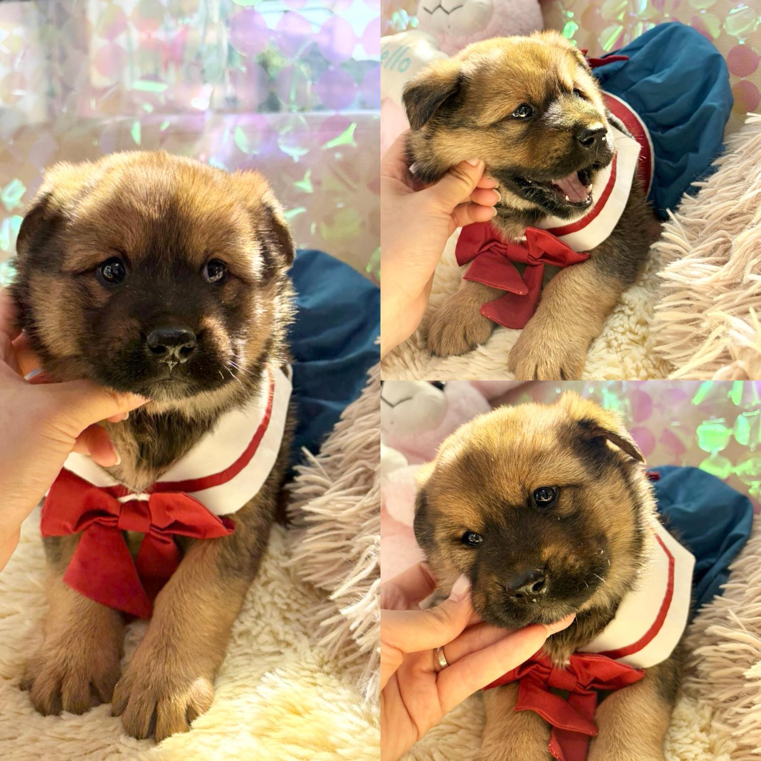 보호 중인 믹스견