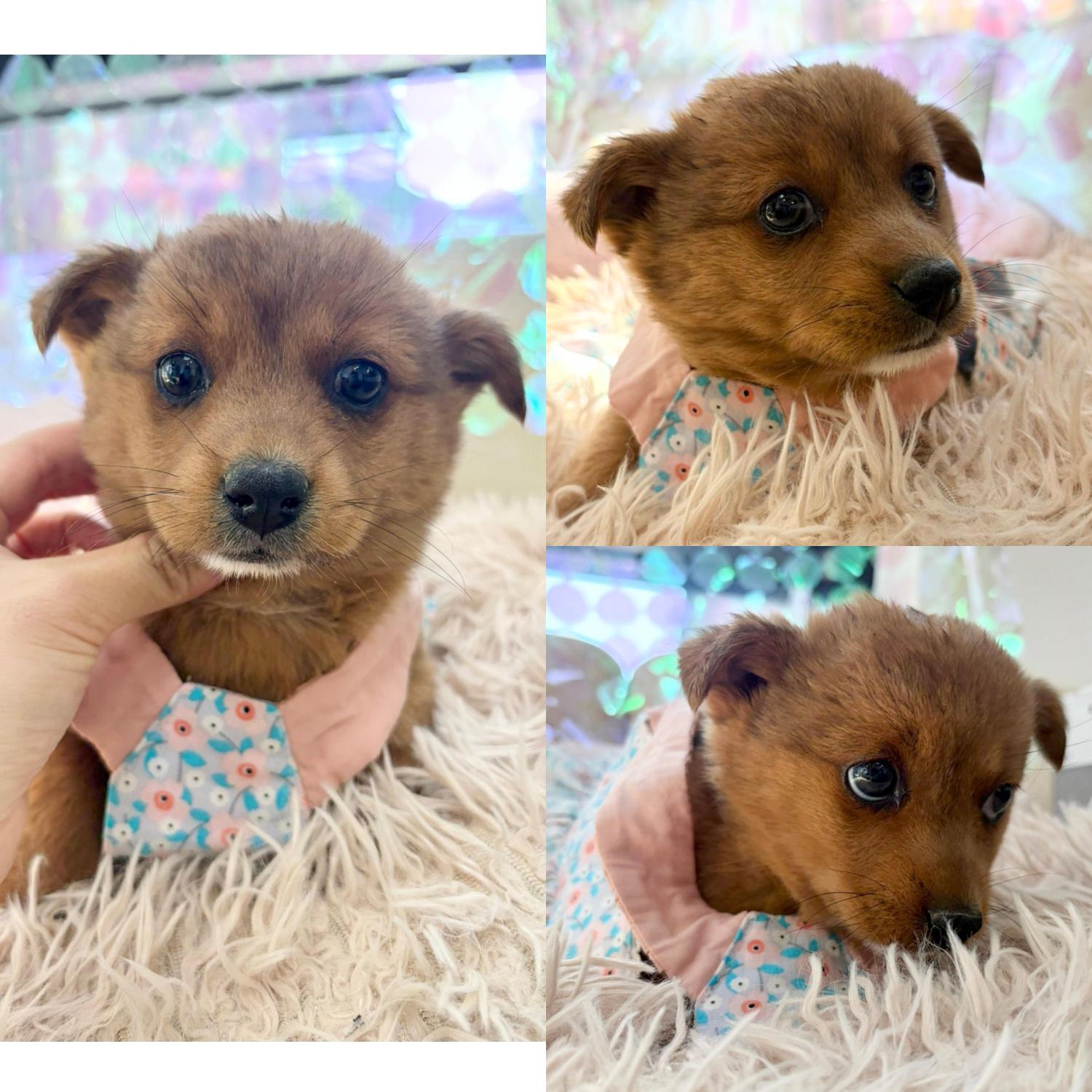 보호 중인 믹스견