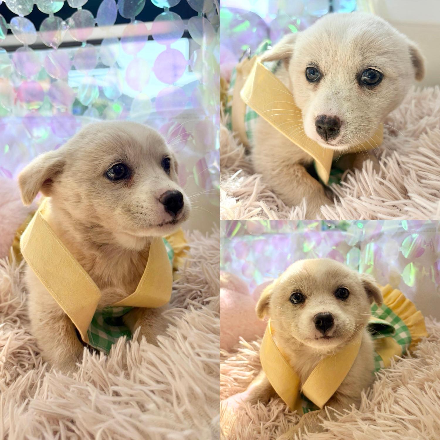 보호 중인 믹스견