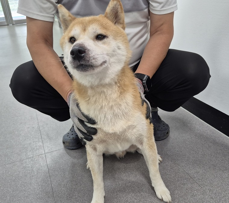 보호 중인 시바