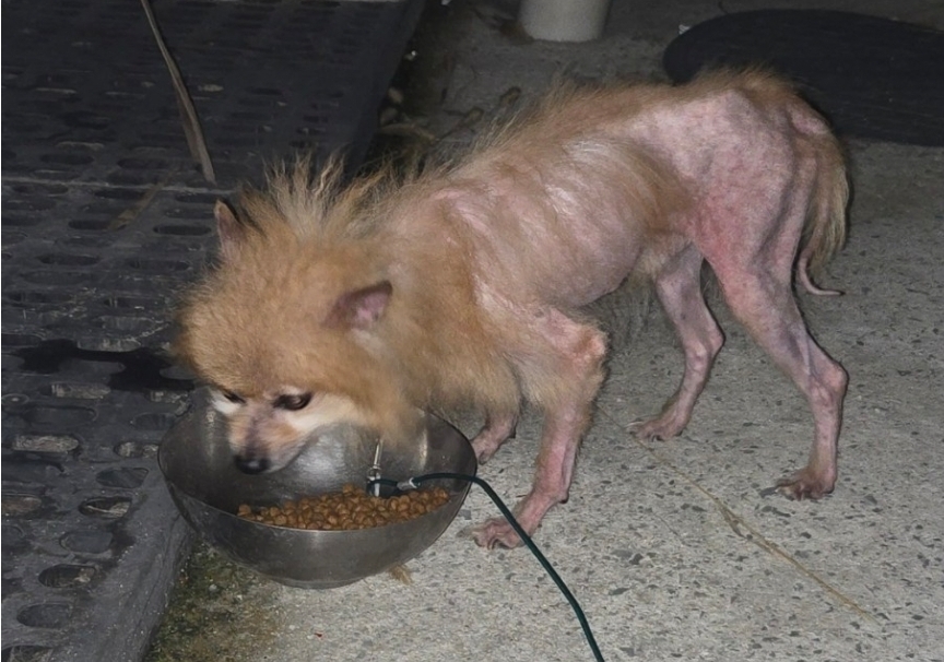 보호 중인 포메라니안