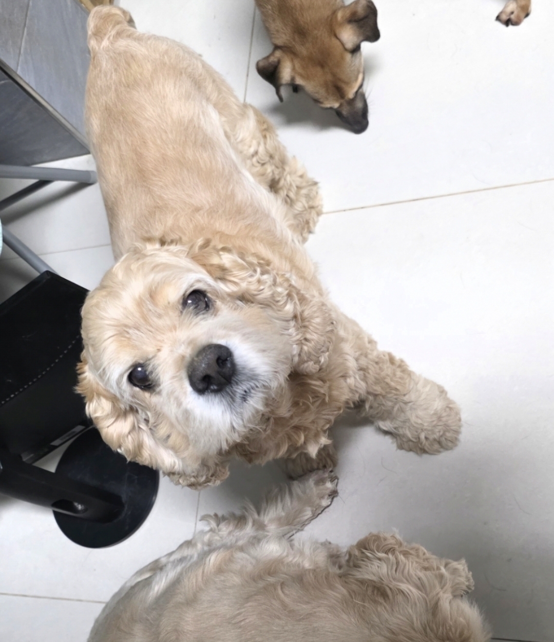 보호 중인 아메리칸 코카 스파니엘